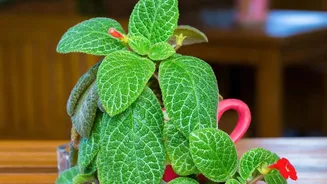 Houseplants Offer Lifestyle Benefits Even If Air Gains Are Limited