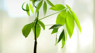 Window Direction Can Change How Often a Plant Needs Turning