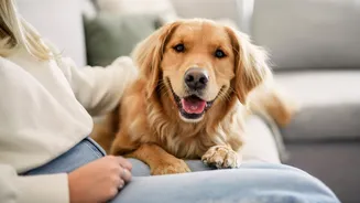 Cérebro dos cães começou a encolher há 5.000 anos