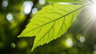 IISc-Caltech Team Solves Photosynthesis Puzzle