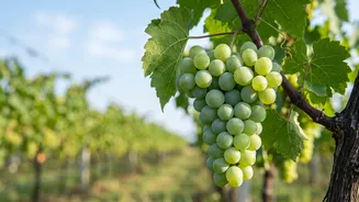Nashik Vineyard Owners Cut Crop Losses Using AI-Enabled Downy Mildew Scans