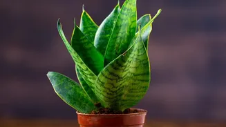 Snake Plants And Pothos Provide Low Maintenance Air Purifying Greenery For Bedroom Tables