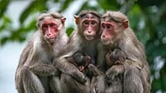 Monkeys Snatch 20-Day-Old Infant From Mother, Thrown Her In Nearby Well; Baby Miraculously Survives