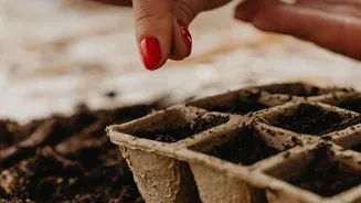 How To Repot Indoor Plants Step By Step A Hassle-Free Guide For Beginner Gardeners