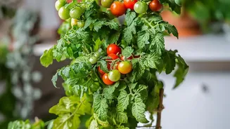 What The New Small-Space Gardening Trend Shows About Windowsills As Growing Areas