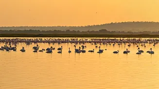 India's Avian Paradises: 10 Lakes Teeming with Migratory Birdlife
