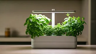Hydroponic Micro Gardening Kits Trend For Kitchen Countertop Herbs