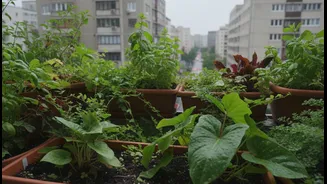 Monsoon Gardening Can Help Beat Concrete Heat