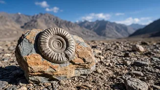 Marine fossils found in Ladakh desert