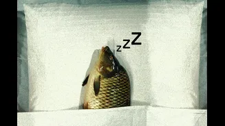 Cientistas descobrem que peixes dormem como nós – e até tiram cochilos