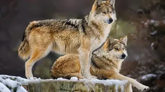 Europe's Wolf Recovery Is Fuelling a New Wildlife Tourism Market
