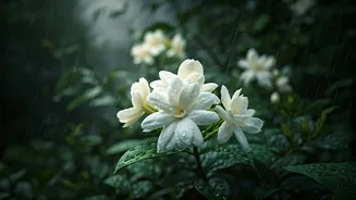 Monsoon Weather Is Jasmine’s Best Friend