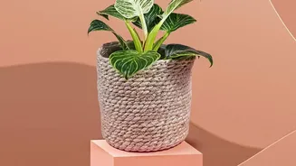 Five Air-Cleansing Plants And Clay Dehumidifiers That Combat Apartment Moisture In Monsoons