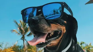 Pet Owners Are Adapting Walk Schedules To Beat Monsoon Health Concerns