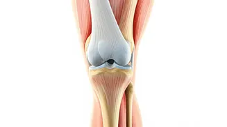 Healthy Knees: Tips to Delay Joint Replacement by a Decade