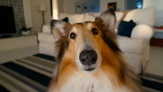 Ciência revela 5 atitudes simples que podem fazer seu cão viver mais