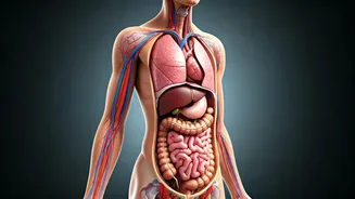 Beyond the Belly: Why Waist Size Isn't the Only Health Metric