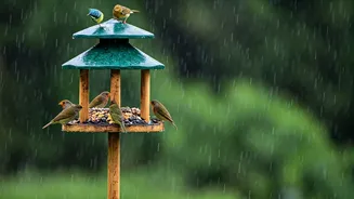 Birds Are Taking Over Monsoon Morning Feeds