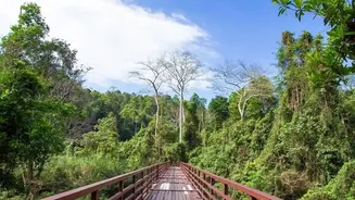 South Andaman's Rainforest Birding Trail Separates Guide Quality from a Sightings List Alone
