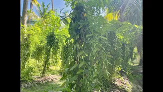 Monsoon-Linked Diseases Threaten Black Pepper Crops in India