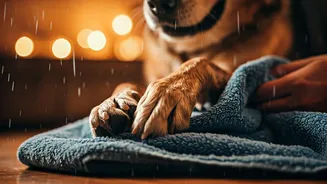 Rainy Weather Needs Smarter Pet Grooming Routines