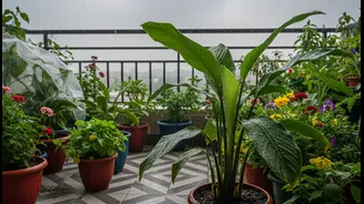 How Busy Urban Gardeners Can Prevent Monsoon Plant Damage Without Spending Much