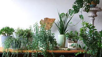 Plantas ajudam a diminuir o barulho dentro de casa? Veja 5 opções