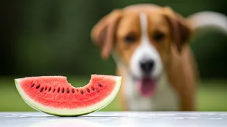 This Quick Watermelon Hack Combats Severe Summer Pet Agitation
