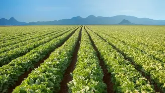 What Farmers And Scientists Can Learn From Satellite Data