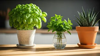 Basil, Mint And Aloe Make Kitchens Look Cute