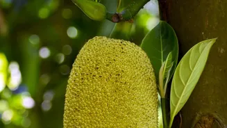 Air-Fried Jackfruit Sliders Trend As Healthy Meat Substitutes For Plant-Based Foodies