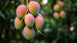 India's 'Mango Man': A Single Tree Bears 348+ Varieties, Including Namesakes of Stars!