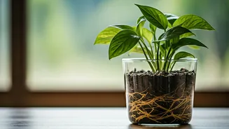 How To Keep Indoor Plants Safe From Rot