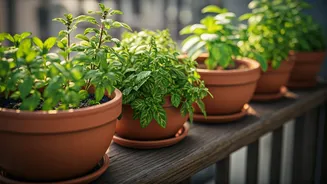Tulsi, Mint And Curry Leaves Win Small Spaces