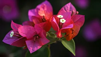 Bougainvillea Bloom Secrets: Unlock Vibrant Color by Withholding Kindness!