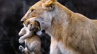Barda Sanctuary Asiatic Lions: The Movement from Gir to Barda Explained