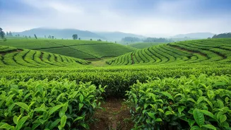 Planning A Rainy Getaway? Assam Offers More Than Scenic Views