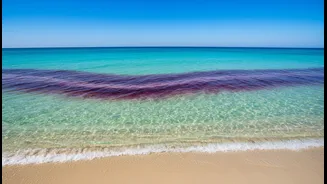 Before Acting, Fisheries, Beach and Tourism Planners Should Understand the Limits around A Toxic Algal Bloom