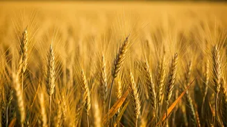 India Prioritizes Farmers, Workers in Trade