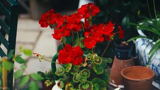 Rainy Season Gardening Starts Strong With These Easy Balcony Flowering Plants