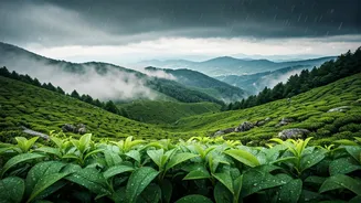 The Best Hill Trips For Rain Lovers