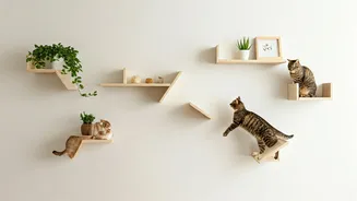 Creative Cat Parents Share Wall Shelf Hacks For Happy Felines