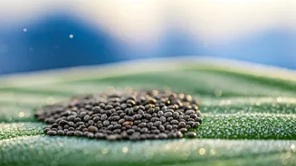 Chia Seeds in Winter: Glowing Skin & Hair Growth