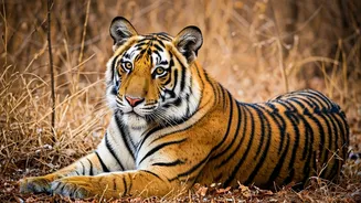 Find Tigers This Winter At These 10 Spots