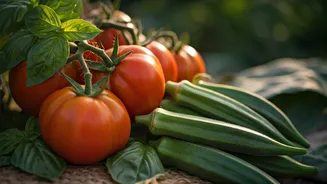 Basil, Tomato And Okra Are Kitchen-Garden Goals