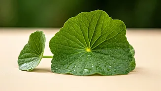 Centella Asiatica: Your Ultimate Solution for Calm, Radiant Skin