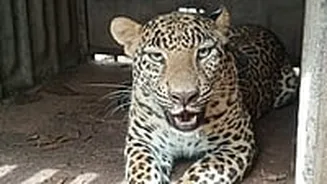 Another Leopard Caught In Nashik's Chandshi Area; Second Capture In 24 Hours