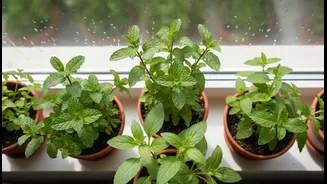 How to maintain windowsill herb garden with 4 aromatic greens during monsoon