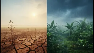 How Scientists Explain India's Mixed Monsoon Response