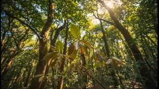 Forest Productivity Is Rising, But Warmer Years Still Suppress Plant Growth